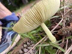 Leucocoprinus birnbaumii