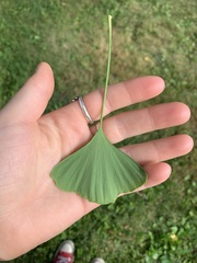 Ginkgo