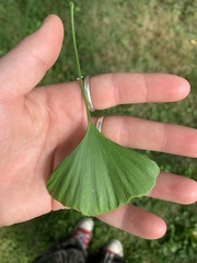 Ginkgo