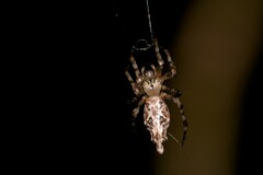 Cyclosa