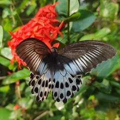 Papilio polymnestor