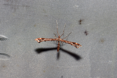 Amblyptilia