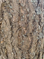 Ginkgo