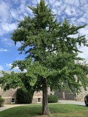 Ginkgo