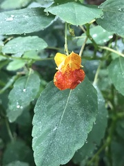 Impatiens capensis
