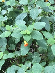 Impatiens capensis
