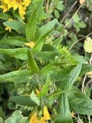 Lysimachia