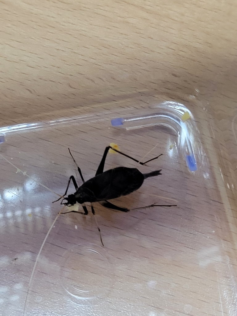 Asian Bell Cricket from 日本 〒3000332 on September 09, 2022 at 1043 PM