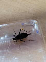 Meloimorpha japonica