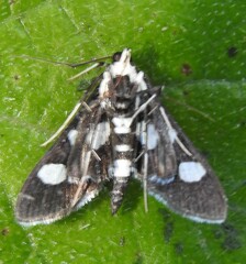Desmia maculalis