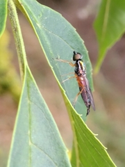 Sargus bipunctatus
