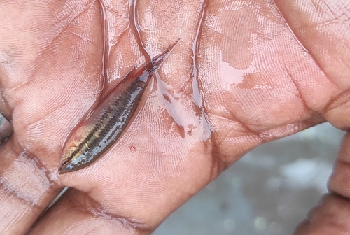 Spiketail paradisefish (Pseudosphromenus dayi) — Osphronemidae — 5