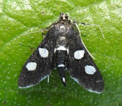Desmia maculalis