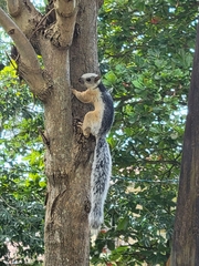 Sciurus variegatoides