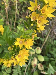 Lysimachia