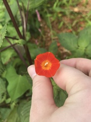 Ipomoea hederifolia
