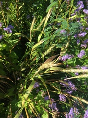 Elymus virginicus