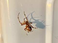 Neoscona arabesca