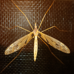 Tipula ultima