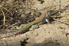 Aspidoscelis stictogrammus