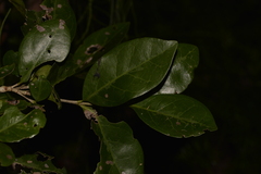Cyclophyllum