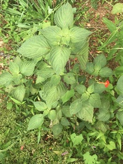 Ipomoea hederifolia