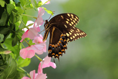 Papilio palamedes
