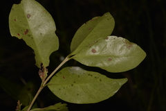 Cyclophyllum