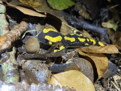 Salamandra salamandra