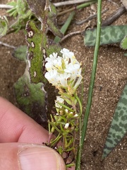 Dischisma ciliatum erinoides