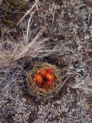 Oroya peruviana