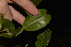 Cyclophyllum