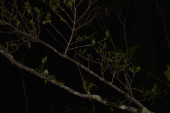 Cyclophyllum