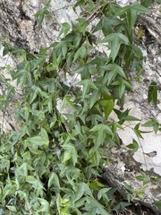 Passiflora suberosa