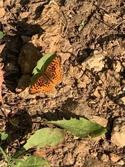 Boloria bellona