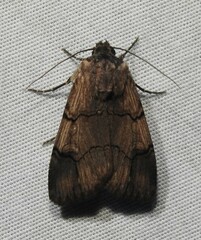 Dichagyris grotei