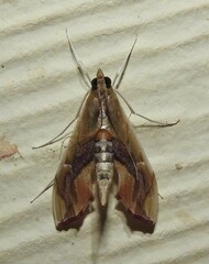 Agathodes monstralis