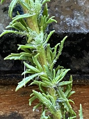 Dischisma ciliatum erinoides