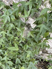 Passiflora suberosa