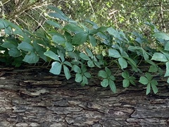 Parthenocissus