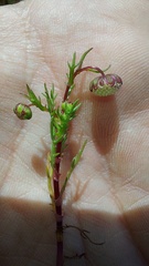 Cotula filifolia