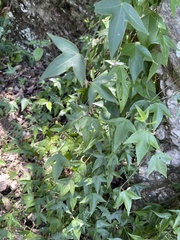 Passiflora suberosa