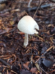 Lepiota clypeolaria