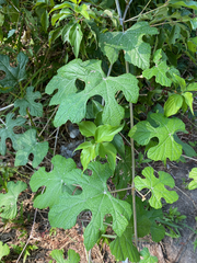 Vitis mustangensis