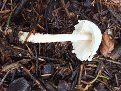 Lepiota clypeolaria