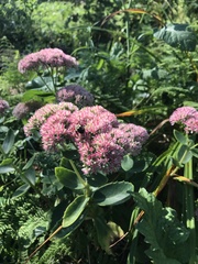 Hylotelephium maximum × spectabile