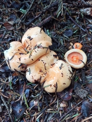 Lactarius deliciosus