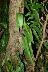 Lepidomicrosorium superficiale