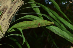 Lepidomicrosorium superficiale