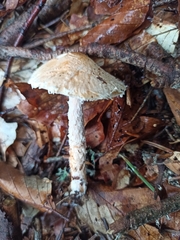 Lepiota
